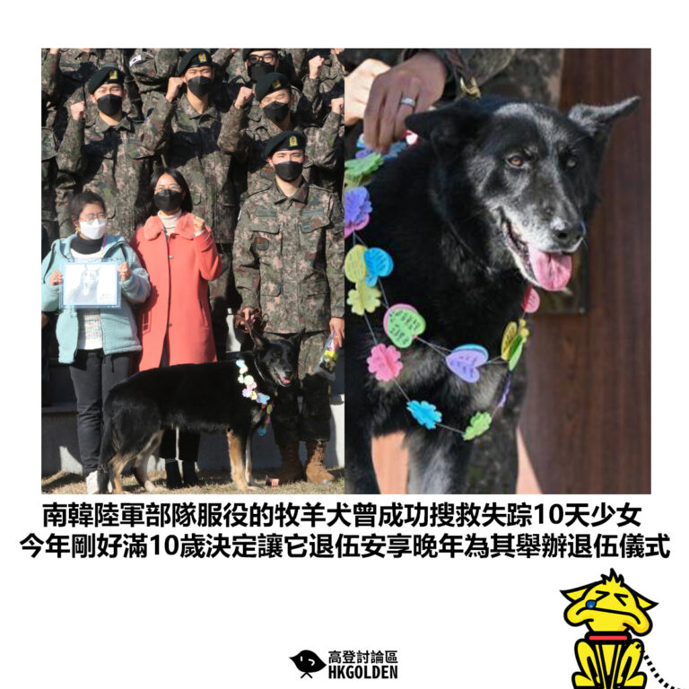 【南韓陸軍部隊服役的牧羊犬曾成功搜救失踪10天少女 今年剛好滿10歲決定讓它退伍安享晚年為其舉辦退伍儀式】