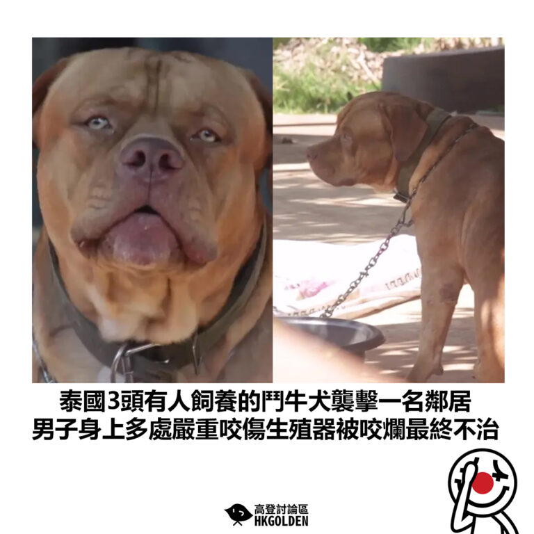 【泰國3頭有人飼養的鬥牛犬襲擊一名鄰居 男子身上多處嚴重咬傷生殖器被咬爛最終不治】