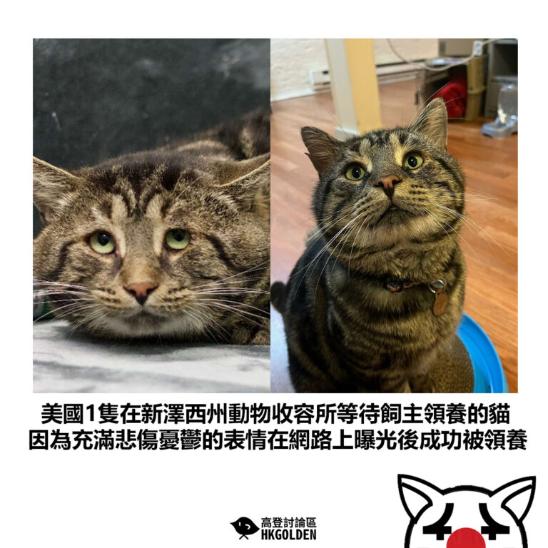 【美國1隻在新澤西州動物收容所等待飼主領養的貓 因為充滿悲傷憂鬱的表情在網路上曝光後成功被領養】