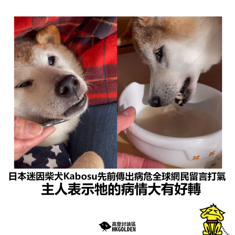 【日本迷因柴犬Kabosu先前傳出病危全球網民留言打氣 主人表示牠的病情大有好轉】