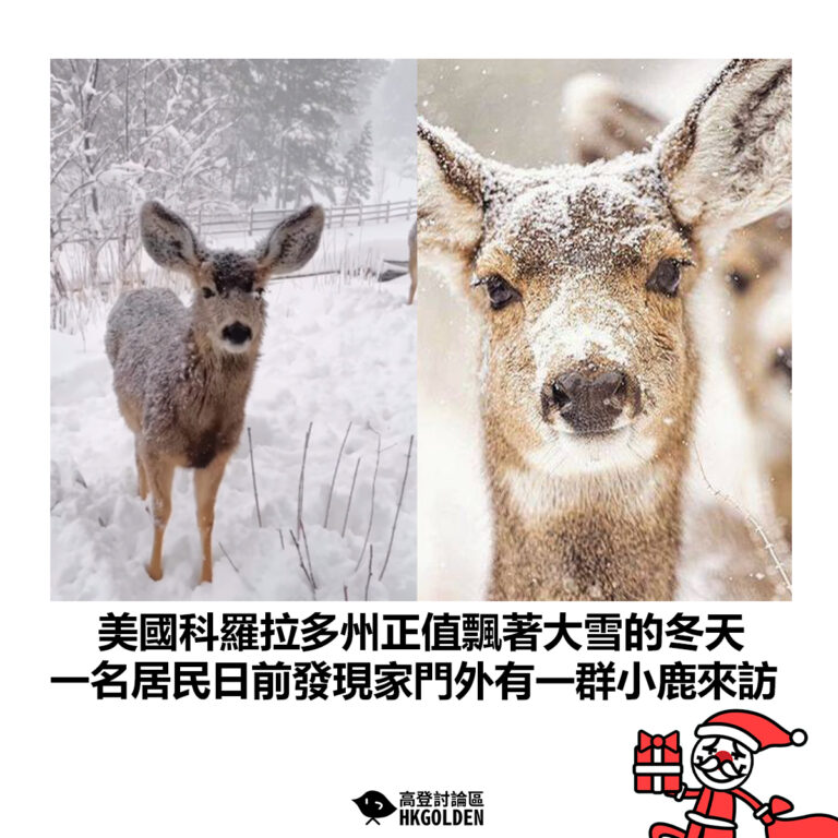 【美國科羅拉多州正值飄著大雪的冬天 一名居民日前發現家門外有一群小鹿來訪】