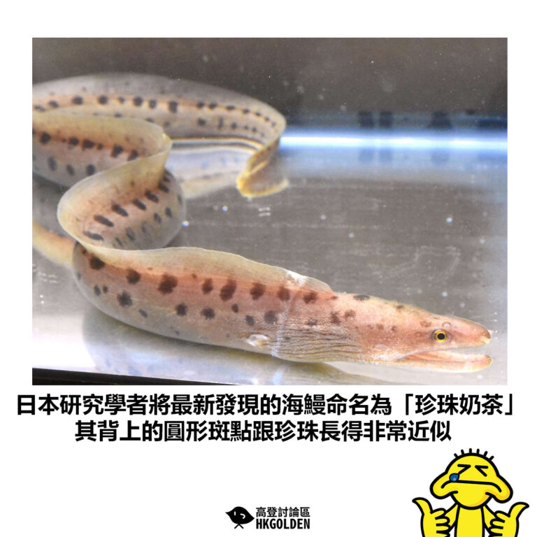 【日本研究學者將最新發現的海鰻命名為「珍珠奶茶」其背上的圓形斑點跟珍珠長得非常近似】
