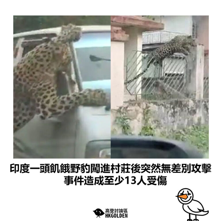 【印度一頭飢餓野豹闖進村莊後突然無差別攻擊 事件造成至少13人受傷】