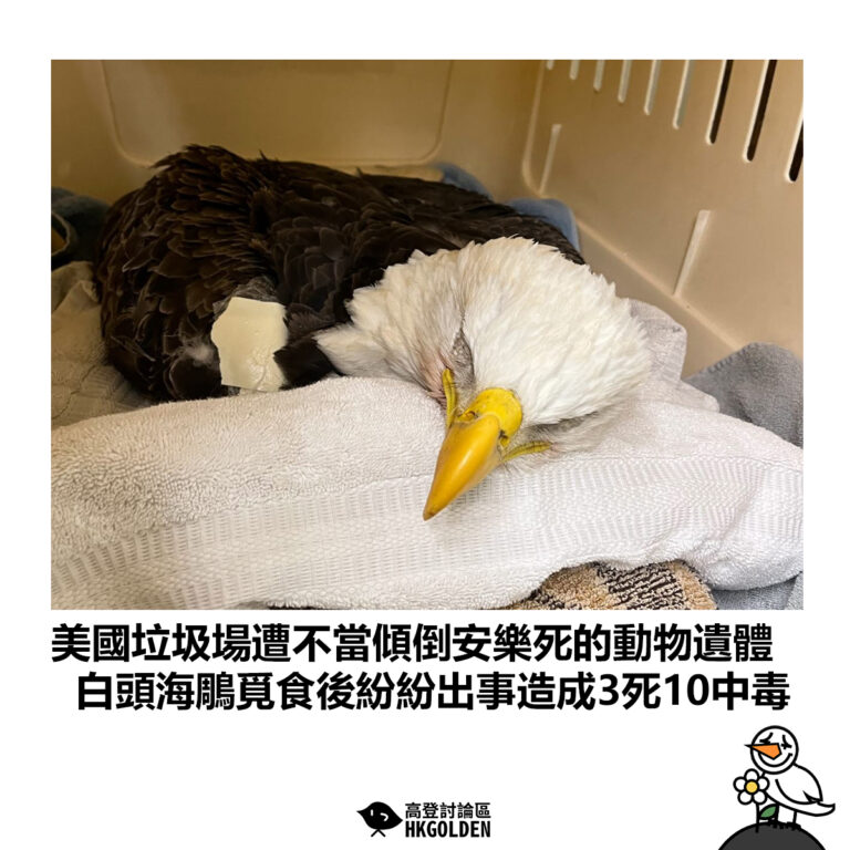 【美國垃圾場遭不當傾倒安樂死的動物遺體  白頭海鵰覓食後紛紛出事造成3死10中毒】