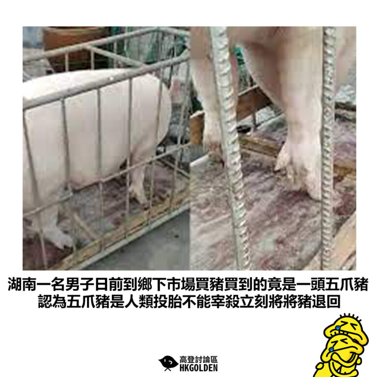 【湖南一名男子日前到鄉下市場買豬買到的竟是一頭五爪豬 認為五爪豬是人類投胎不能宰殺立刻將將豬退回】