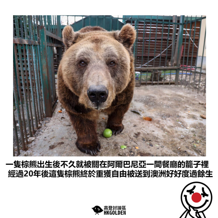 【一隻棕熊出生後不久就被關在阿爾巴尼亞一間餐廳的籠子裡 經過20年後這隻棕熊終於重獲自由被送到澳洲好好度過餘生 】