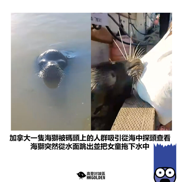 【加拿大一隻海獅被碼頭上的人群吸引從海中探頭查看 海獅突然從水面跳出並把女童拖下水中】