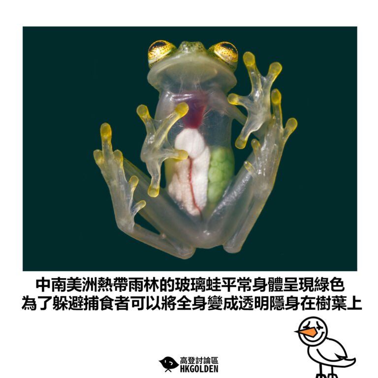 【中南美洲熱帶雨林的玻璃蛙平常身體呈現綠色 為了躲避捕食者可以將全身變成透明隱身在樹葉上】