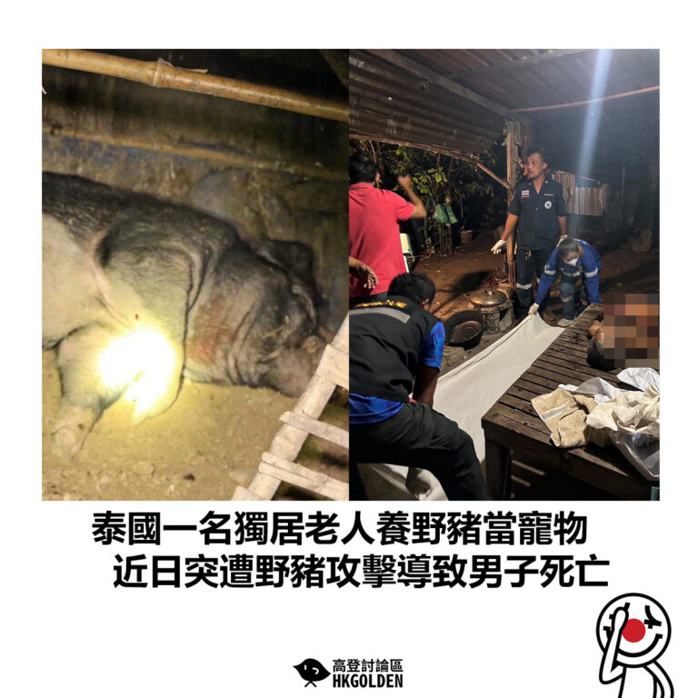 【泰國一名獨居老人養野豬當寵物  近日突遭野豬攻擊導致男子死亡】