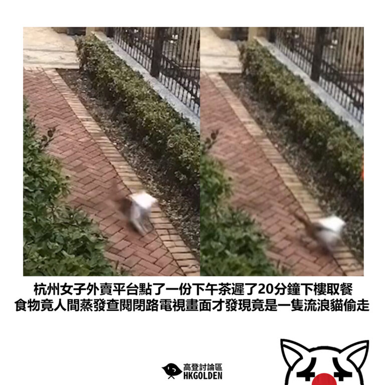 【杭州女子外賣平台點了一份下午茶遲了20分鐘下樓取餐 食物竟人間蒸發查閱閉路電視畫面才發現竟是一隻流浪貓偷走】