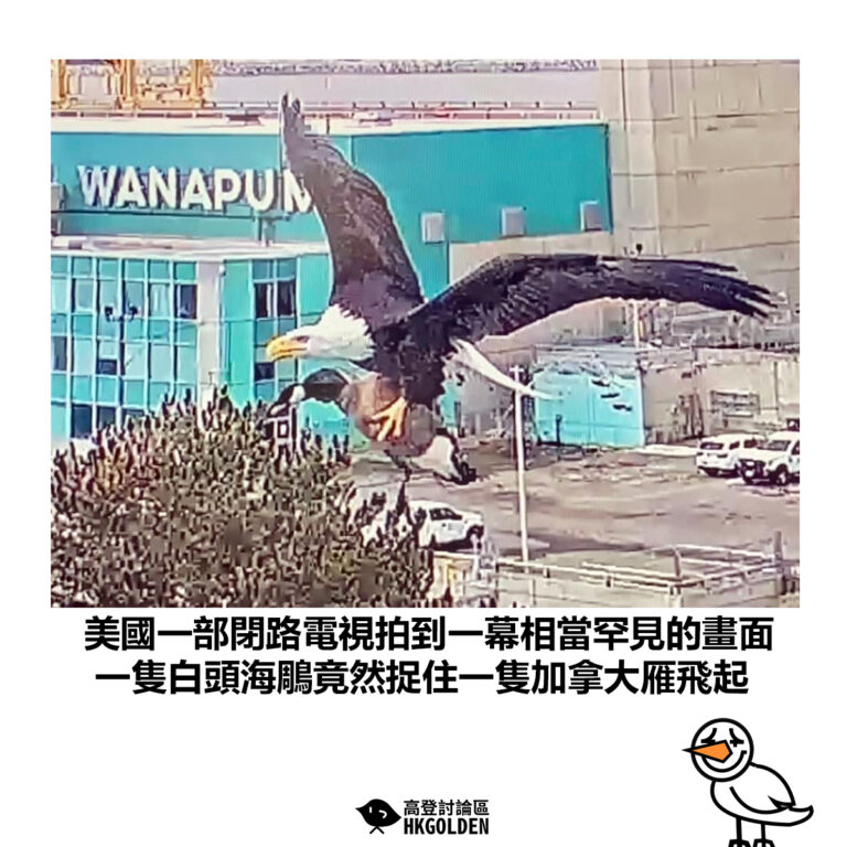 【美國一部閉路電視拍到一幕相當罕見的畫面 一隻白頭海鵰竟然捉住一隻加拿大雁飛起】