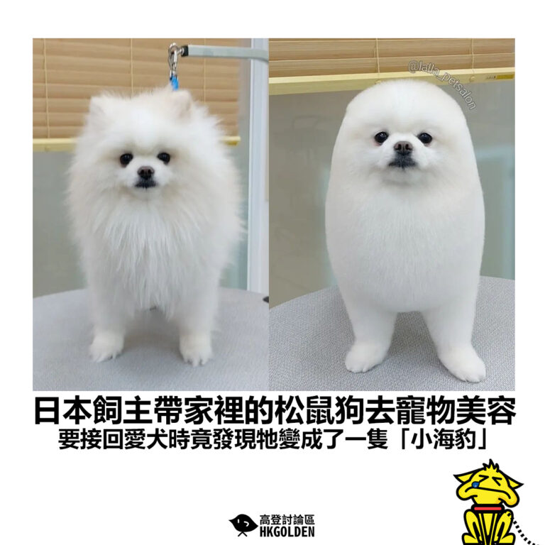 【日本飼主帶家裡的松鼠狗去寵物美容 要接回愛犬時竟發現牠變成了一隻「小海豹」 】
