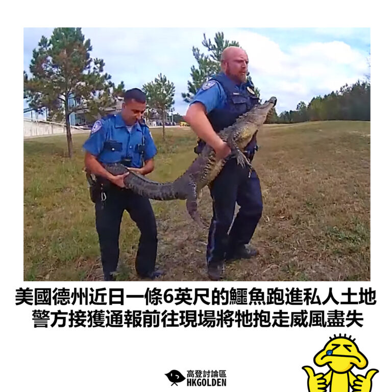 【美國德州近日一條6英尺的鱷魚跑進私人土地 警方接獲通報前往現場將牠抱走威風盡失】
