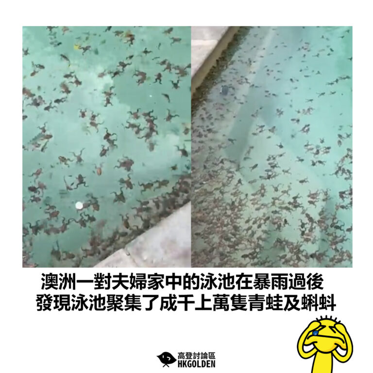 【澳洲一對夫婦家中的泳池在暴雨過後 發現泳池聚集了成千上萬隻青蛙及蝌蚪】