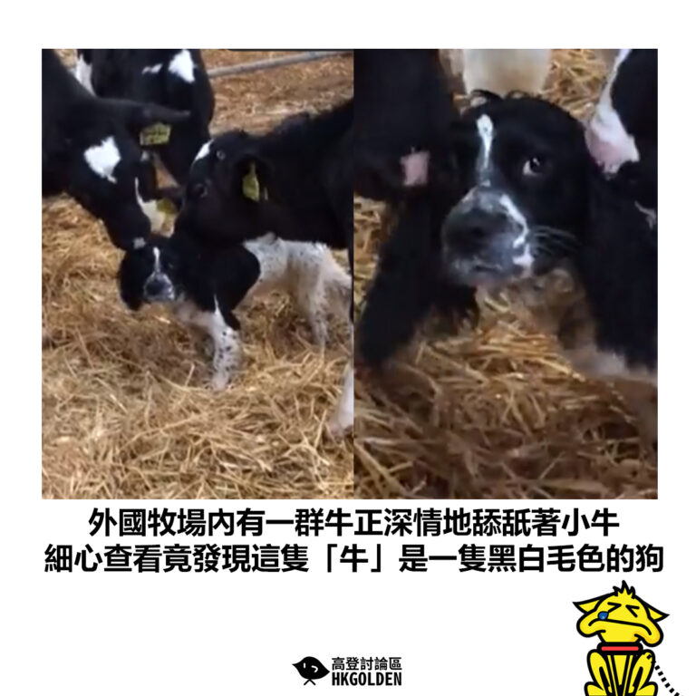 【外國牧場內有一群牛正深情地舔舐著小牛 細心查看竟發現這隻「牛」是一隻黑白毛色的狗】