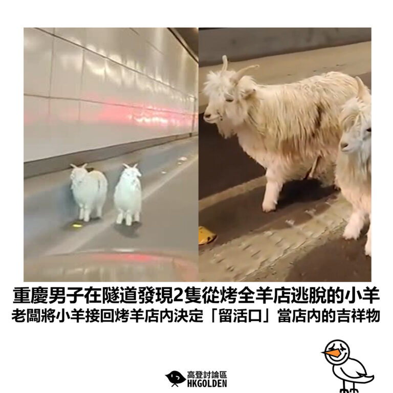 【重慶男子在隧道發現2隻從烤全羊店逃脫的小羊 老闆將小羊接回烤羊店內決定「留活口」當店內的吉祥物】
