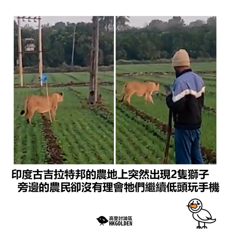 【印度古吉拉特邦的農地上突然出現2隻獅子 旁邊的農民卻沒有理會牠們繼續低頭玩手機】