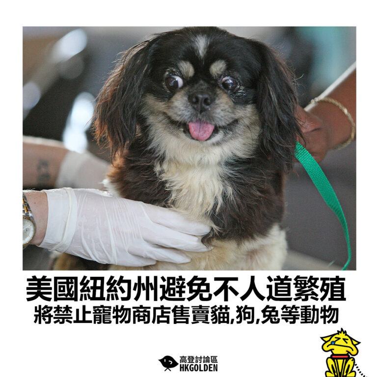 【美國紐約州避免不人道繁殖 將禁止寵物商店售賣貓、狗、兔等動物】