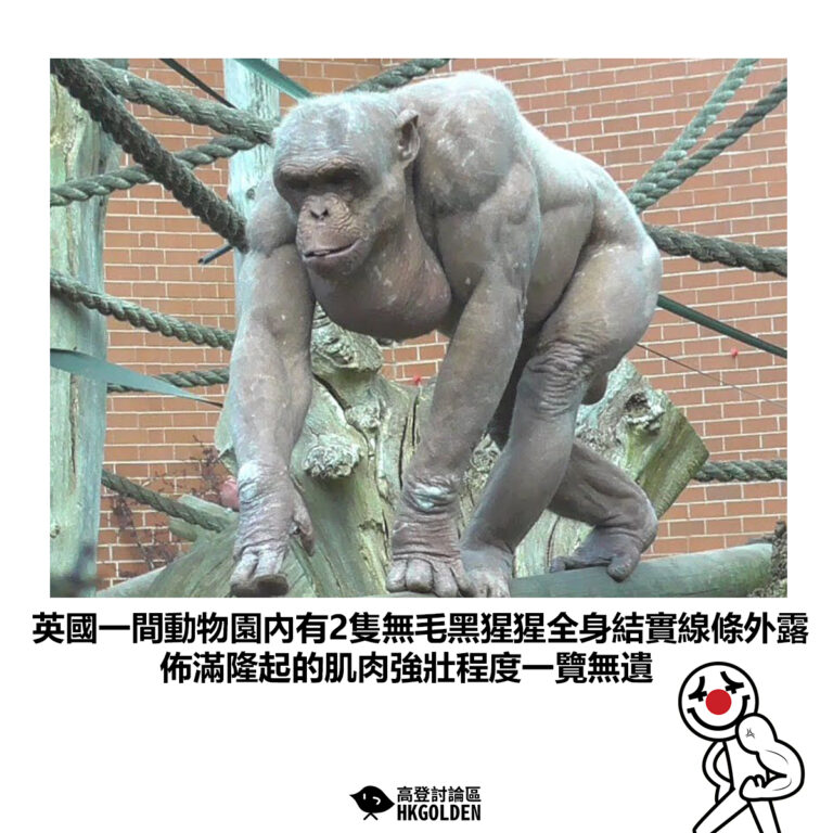 【英國一間動物園內有2隻無毛黑猩猩全身結實線條外露 佈滿隆起的肌肉強壯程度一覽無遺】