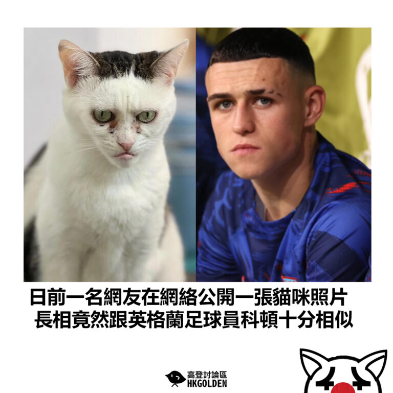 【日前一名網友在網絡公開一張貓咪照片  長相竟然跟英格蘭足球員科頓十分相似】