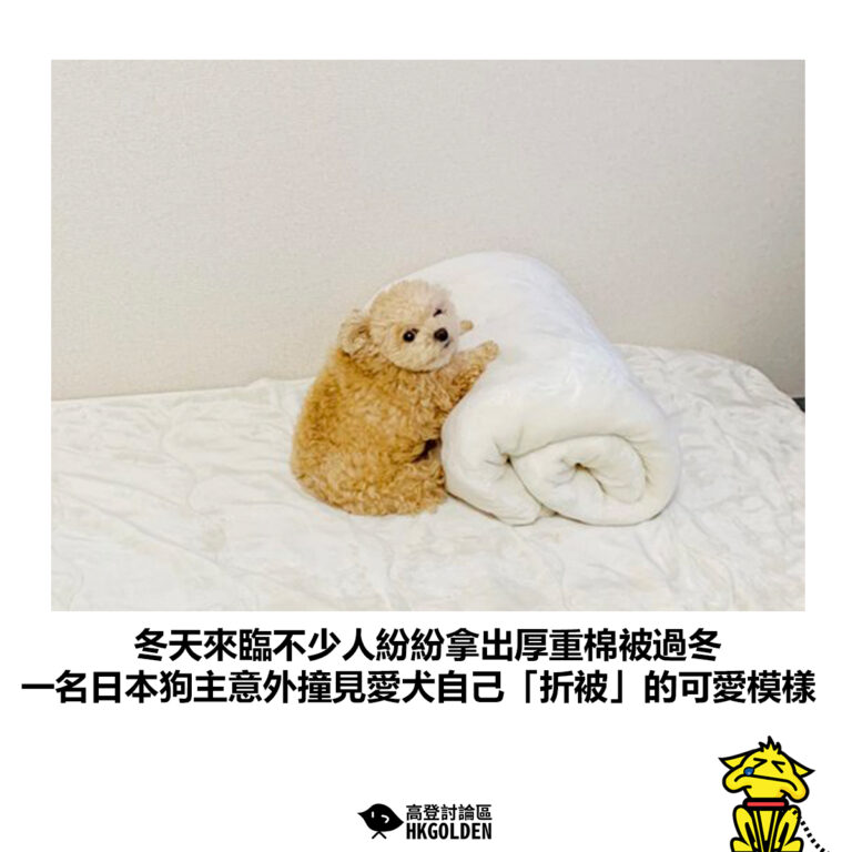 【冬天來臨不少人紛紛拿出厚重棉被過冬 一名日本狗主意外撞見愛犬自己「折被」的可愛模樣】