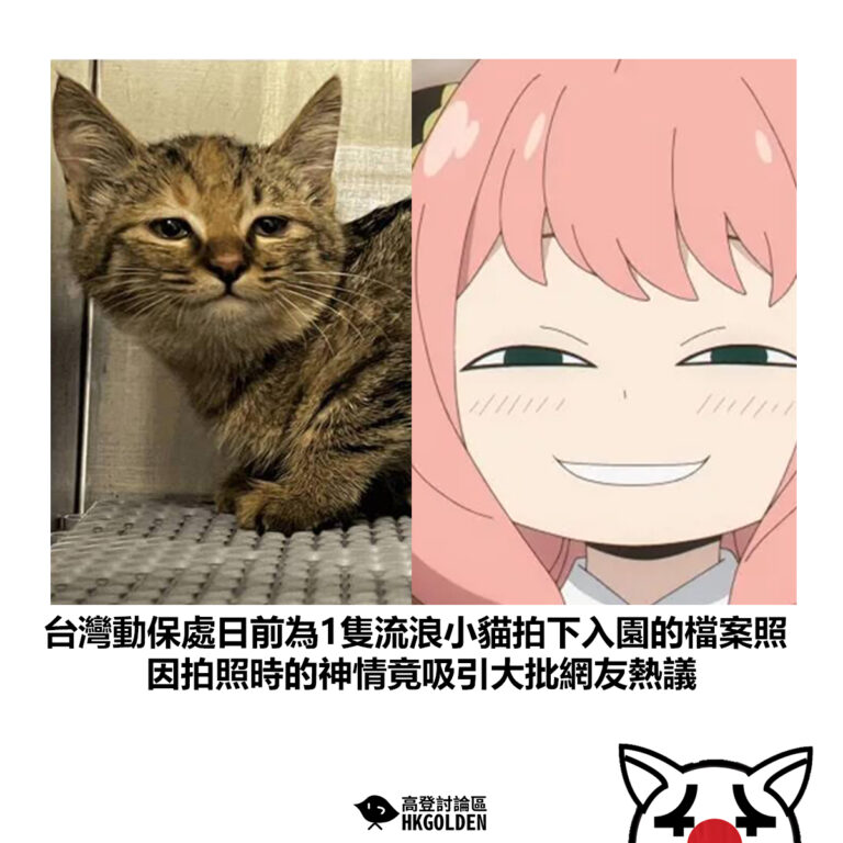 【台灣動保處日前為1隻流浪小貓拍下入園的檔案照 因拍照時的神情竟吸引大批網友熱議】