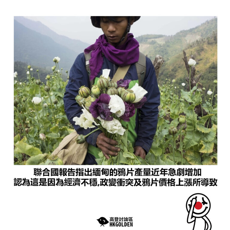 【聯合國報告指出緬甸的鴉片產量近年急劇增加 認為這是因為經濟不穩、政變衝突及鴉片價格上漲所導致】