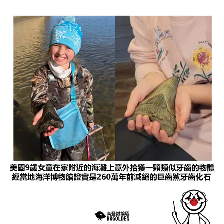【美國9歲女童在家附近的海灘上意外拾獲一顆類似牙齒的物體 經當地海洋博物館證實是260萬年前滅絕的巨齒鯊牙齒化石】