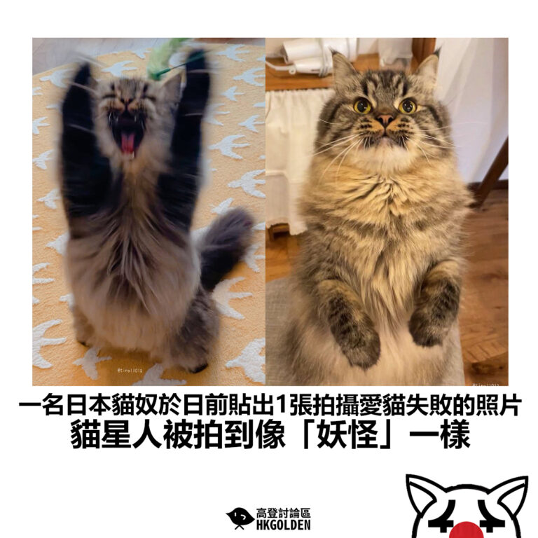 【一名日本貓奴於日前貼出1張拍攝愛貓失敗的照片 貓星人被拍到像「妖怪」一樣】