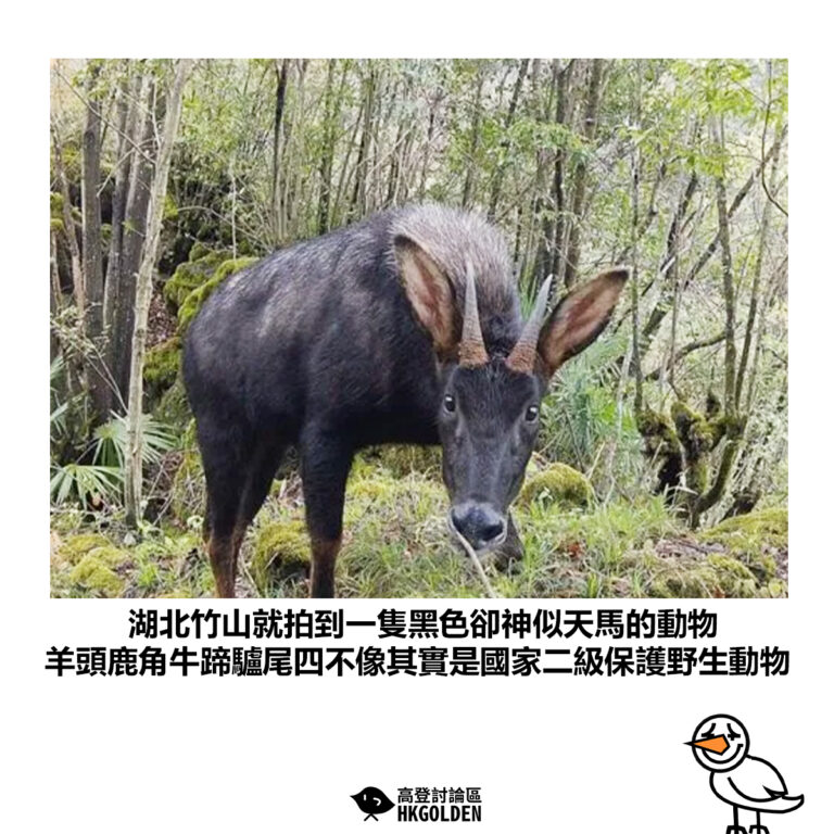 【湖北竹山就拍到一隻黑色卻神似天馬的動物 羊頭鹿角牛蹄驢尾四不像其實是國家二級保護野生動物】
