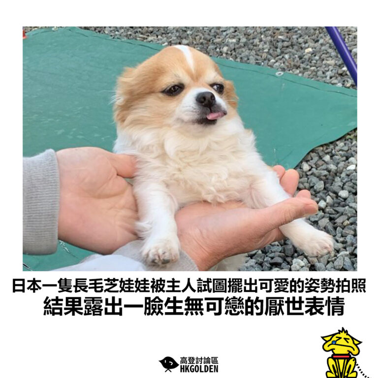 【日本一隻長毛芝娃娃被主人試圖擺出可愛的姿勢拍照 結果露出一臉生無可戀的厭世表情】