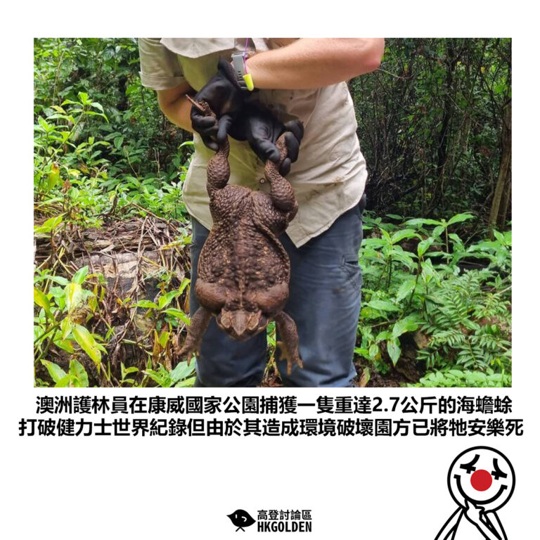 【澳洲護林員在康威國家公園捕獲一隻重達2.7公斤的海蟾蜍 打破健力士世界紀錄但由於其造成環境破壞園方已將牠安樂死】