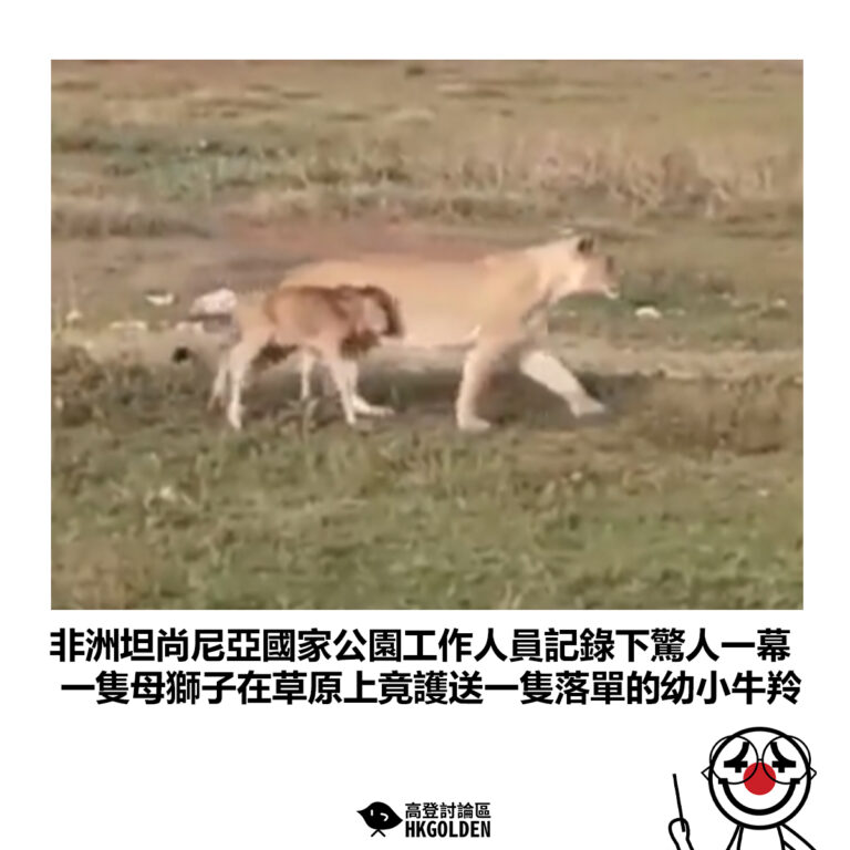 【非洲坦尚尼亞國家公園工作人員記錄下驚人一幕 一隻母獅子在草原上竟護送一隻落單的幼小牛羚】