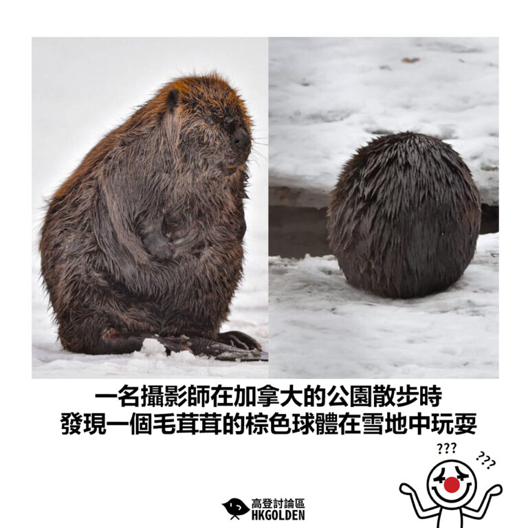 【一名攝影師在加拿大的公園散步時 發現一個毛茸茸的棕色球體在雪地中玩耍】