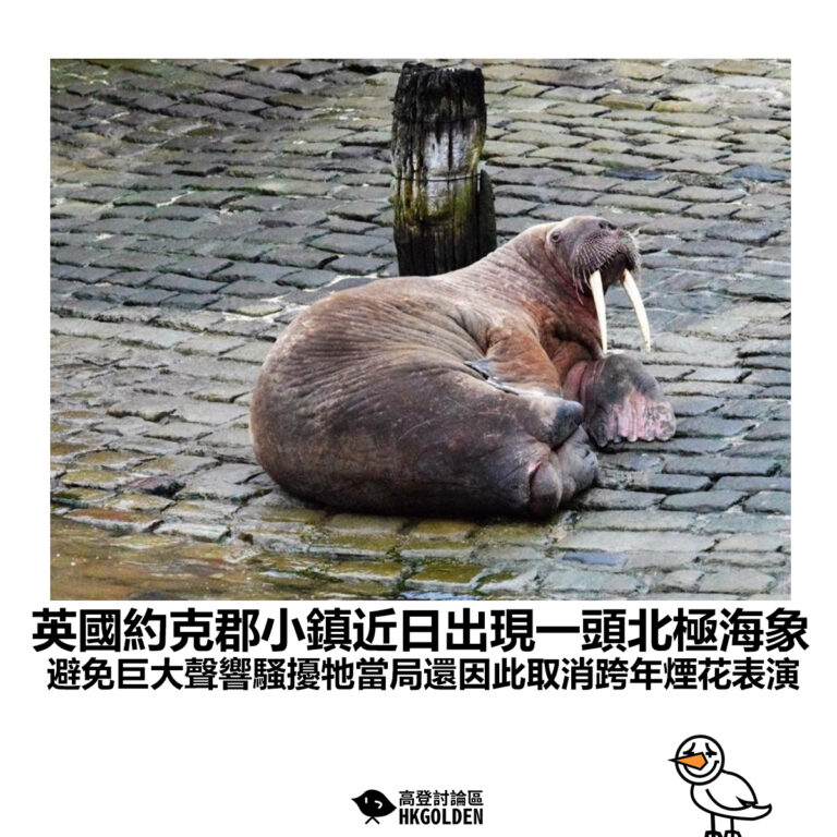 【英國約克郡小鎮近日出現一頭北極海象 避免巨大聲響騷擾牠當局還因此取消跨年煙花表演】