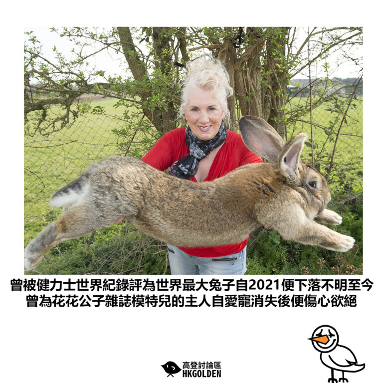 【曾被健力士世界紀錄評為世界最大兔子自2021便下落不明至今 曾為花花公子雜誌模特兒的主人自愛寵消失後便傷心欲絕】