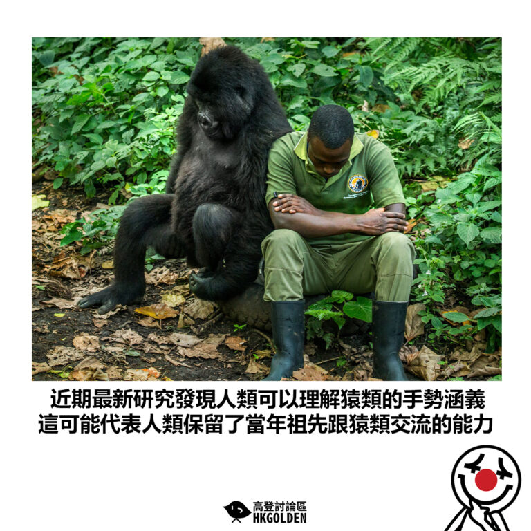 【近期最新研究發現人類可以理解猿類的手勢涵義 這可能代表人類保留了當年祖先跟猿類交流的能力】