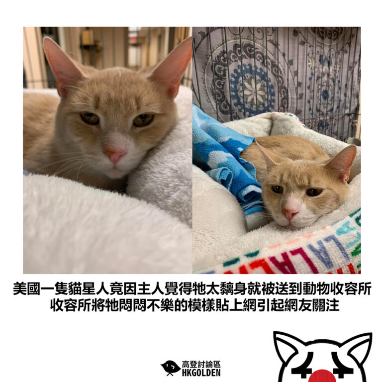 【美國一隻貓星人竟因主人覺得牠太黐身就被送到動物收容所 收容所將牠悶悶不樂的模樣貼上網引起網友關注】