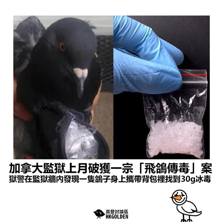 【加拿大監獄上月破獲一宗「飛鴿傳毒」案 獄警在監獄牆內發現一隻鴿子身上攜帶背包裡找到30g冰毒 】