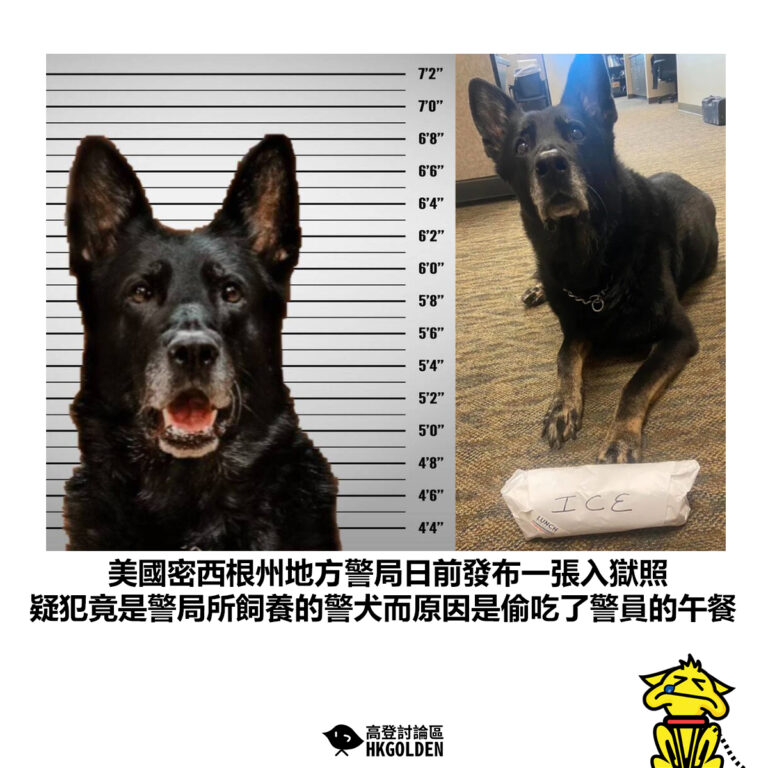 【美國密西根州地方警局日前發布一張入獄照 疑犯竟是警局所飼養的警犬而原因是偷吃了警員的午餐】