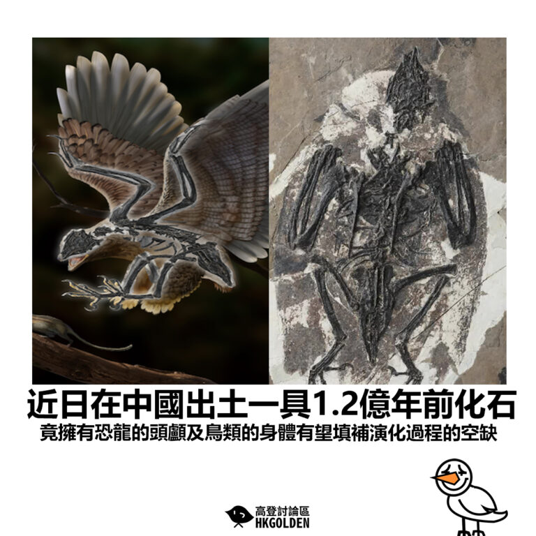 【近日在中國出土一具1.2億年前化石 竟擁有恐龍的頭顱及鳥類的身體有望填補演化過程的空缺 】