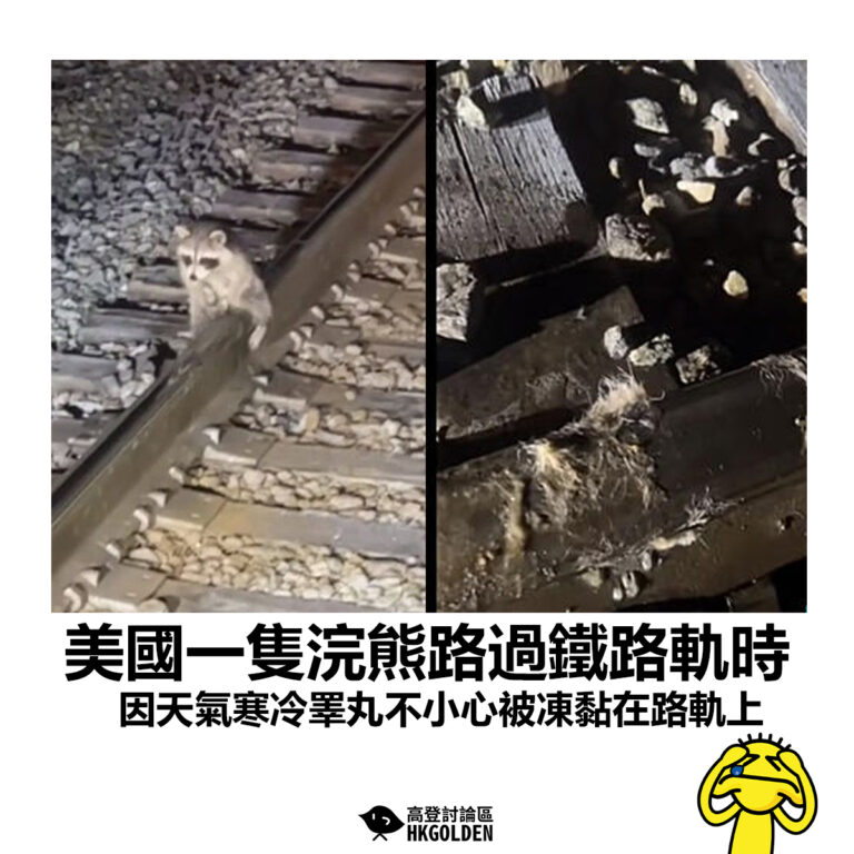 【美國一隻浣熊路過鐵路軌時 因天氣寒冷睪丸不小心被凍黏在路軌上】