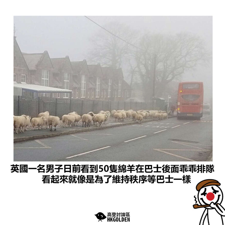 【英國一名男子日前看到50隻綿羊在巴士後面乖乖排隊 看起來就像是為了維持秩序等巴士一樣】