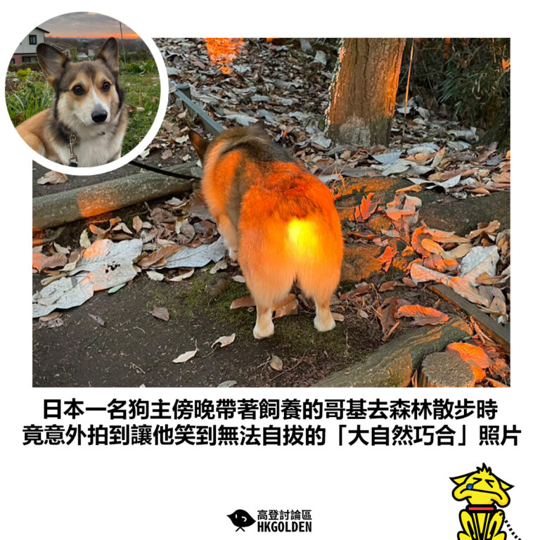 【日本一名狗主傍晚帶著飼養的哥基去森林散步時 竟意外拍到讓他笑到無法自拔的「大自然巧合」照片】