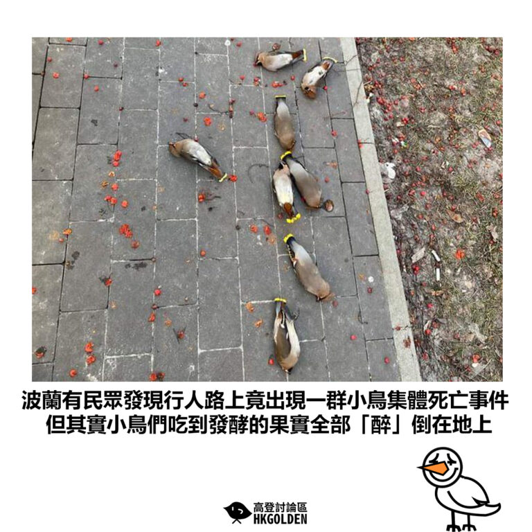 【波蘭有民眾發現行人路上竟出現一群小鳥集體死亡事件 但其實小鳥們吃到發酵的果實全部「醉」倒在地上】