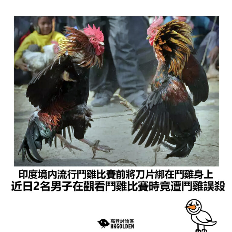 【印度境內流行鬥雞比賽前將刀片綁在鬥雞身上 近日2名男子在觀看鬥雞比賽時竟遭鬥雞誤殺】