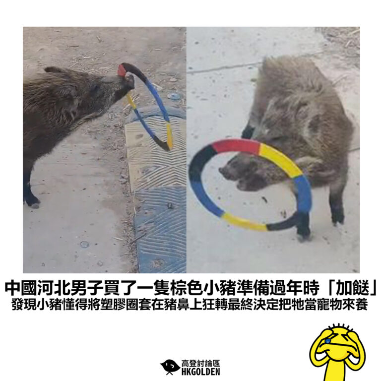 【中國河北男子買了一隻棕色小豬準備過年時「加餸」 發現小豬懂得將塑膠圈套在豬鼻上狂轉最終決定把牠當寵物來養】