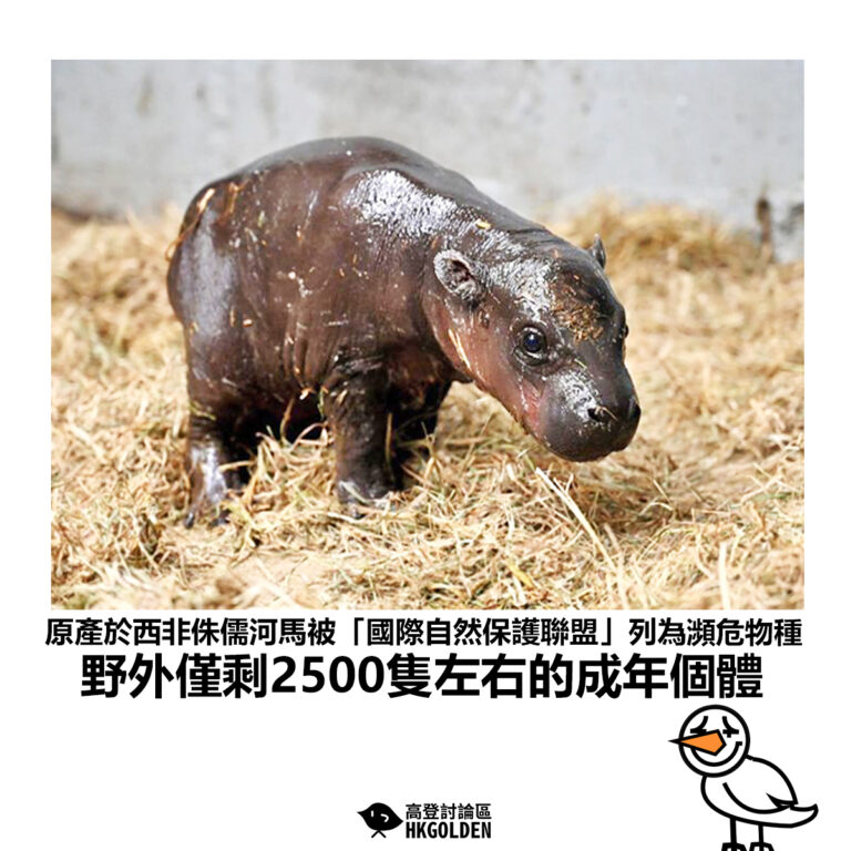 【原產於西非侏儒河馬被「國際自然保護聯盟」列為瀕危物種 野外僅剩2500隻左右的成年個體】