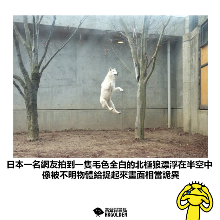 【日本一名網友拍到一隻毛色全白的北極狼漂浮在半空中 像被不明物體給捉起來畫面相當詭異】