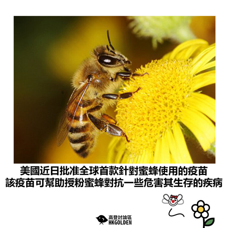 【美國近日批准全球首款針對蜜蜂使用的疫苗 該疫苗可幫助授粉蜜蜂對抗一些危害其生存的疾病】